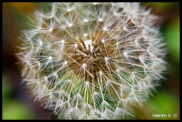 bague d'inversion Nikon 52mm